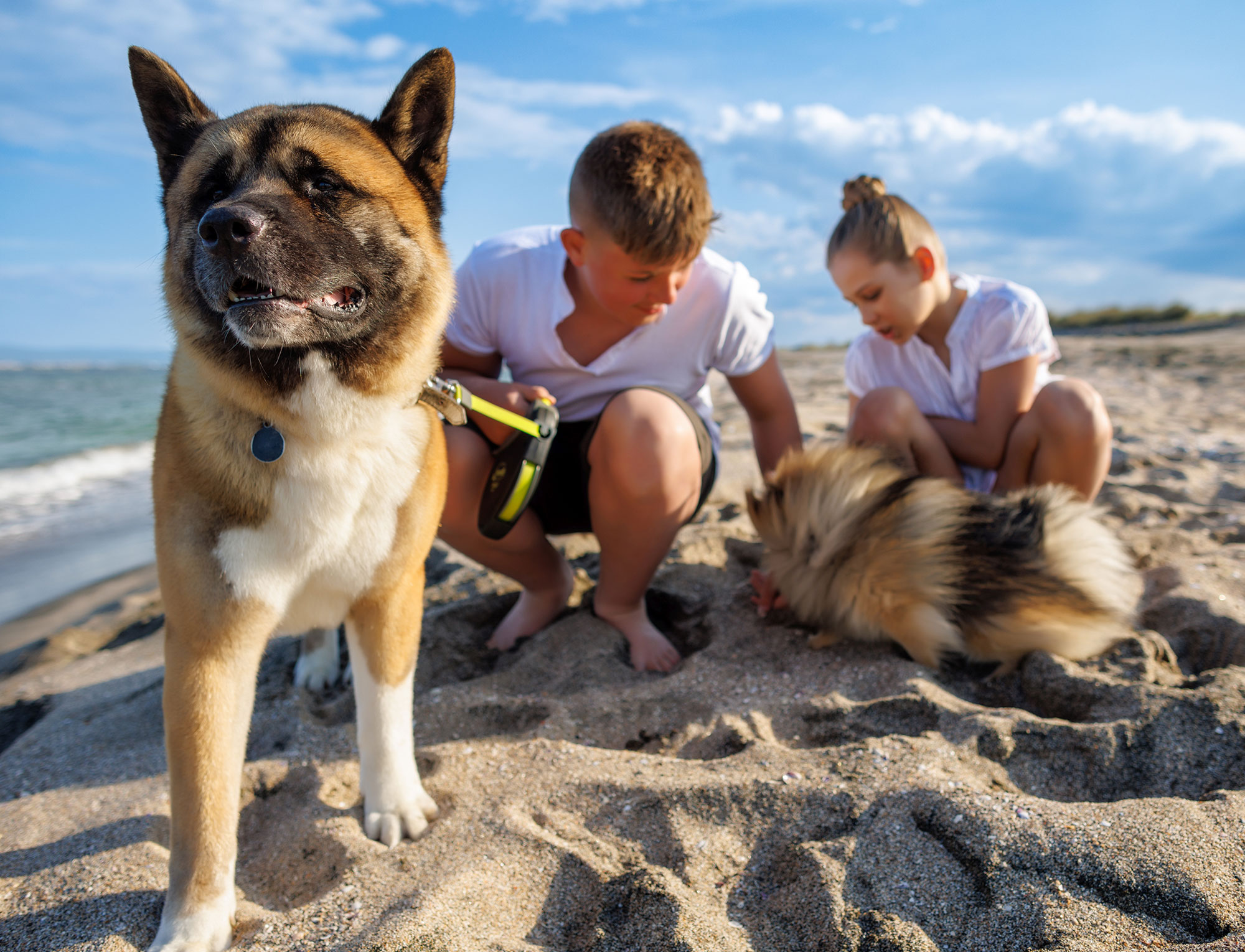 Borkum Leuchtfeuer Touristik Hunde